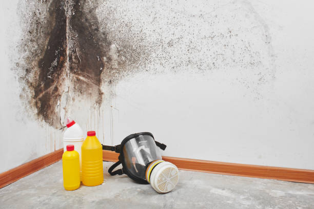 Professional Mold Removal in Hideout, UT