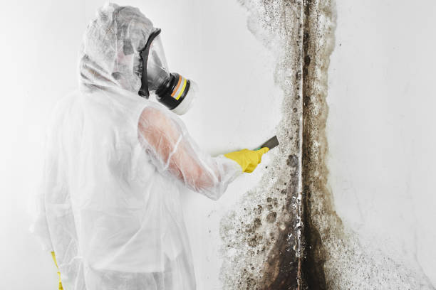 Best Same-Day Mold Removal  in Hideo, UT