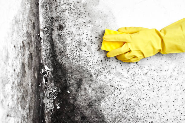 Best Fast Mold Removal  in Hideo, UT