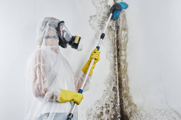 Best Mold Testing  in Hideo, UT
