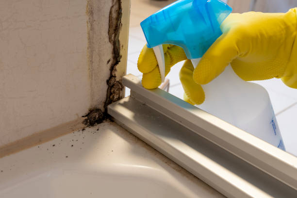 Best Local Mold Removal Service  in Hideo, UT