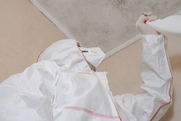 Best Emergency Mold Removal  in Hideo, UT
