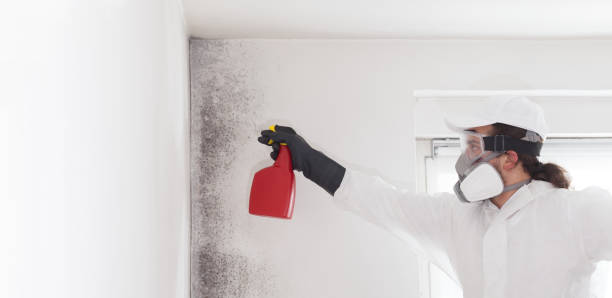 Best Local Mold Removal Service  in Hideo, UT