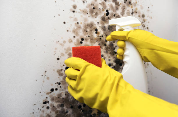 Best Mold Removal Company Near Me  in Hideo, UT
