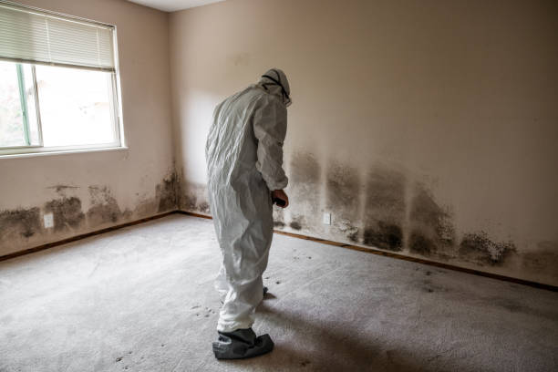 Mold Removal Process in Hideout, UT