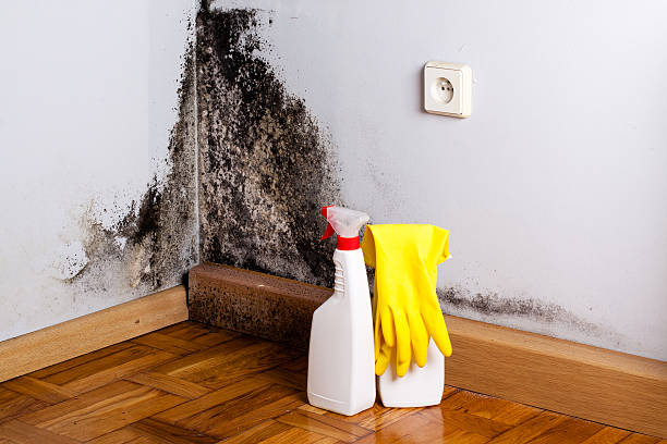 Best Toxic Mold Removal  in Hideo, UT