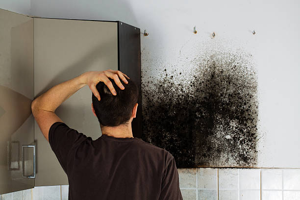 Best Mold Testing and Removal  in Hideo, UT